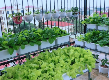 Cập nhật địa chỉ hỗ trợ các dự án thiết kế sân vườn trên sân thượng